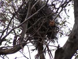 nest