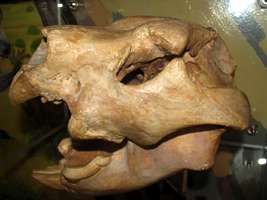 Marsupial Lion