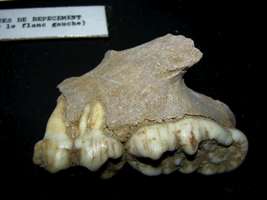 Grotte de Gargas ours bear teeth