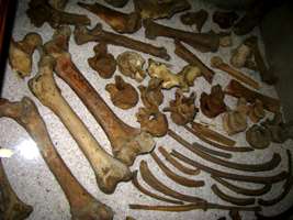 Grotte de Gargas ours bear bones