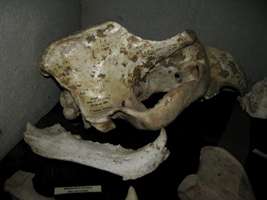 Grotte de Gargas ours bear skull