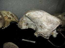 Grotte de Gargas ours bear skull