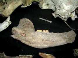 Grotte de Gargas ours bear skull