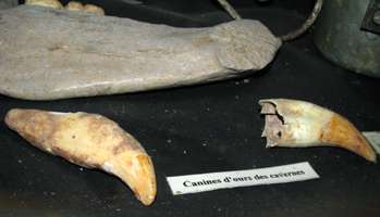 Grotte de Gargas ours bear teeth