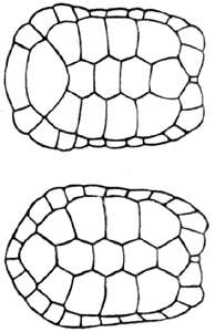 types of turtles