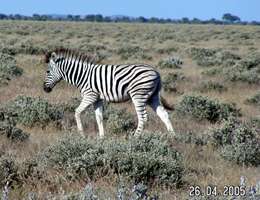 Namibia zebra