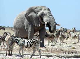 Namibia animals