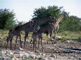 Namibia giraffe