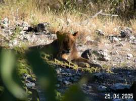 Namibia lioness