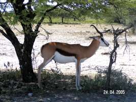 Namibia Dama Gazelle