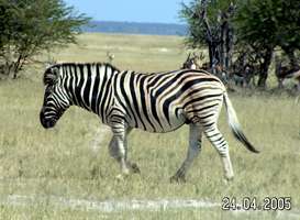 Namibia zebra