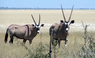 Namibia Oryx