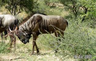 Namibia rock painting