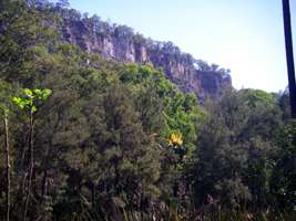 Flowering Palms