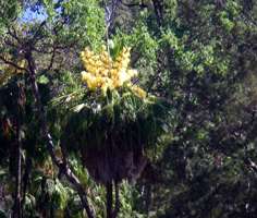 Flowering Palms