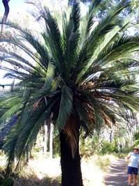 Macrozamia moorei