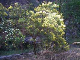 wattle