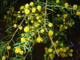 Boolimba Bluff wattle