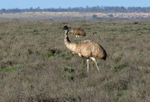 emu