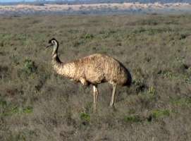 emu