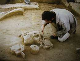 mammoth vertebrae