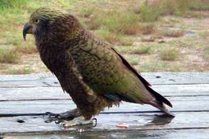 Kea