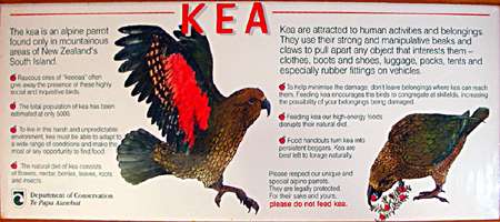 Kea