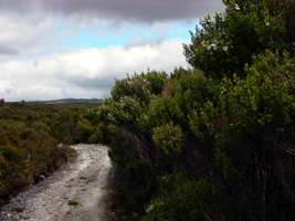 Leptospermum scoparium