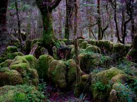 Moss Forest