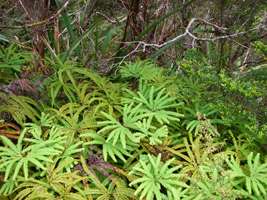 Heaphy Track