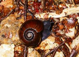 New Zealand land snail