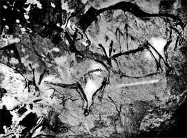 Bison with arrows
