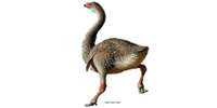 Genyornis, an extinct giant bird from the Australian Ice Age