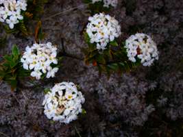 Pimelea