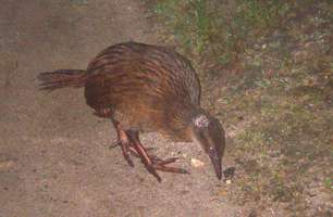 weka