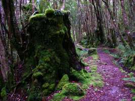 ancient stump