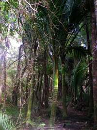 Nikau palms