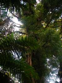 Epiphytes