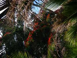 Pohutukawa