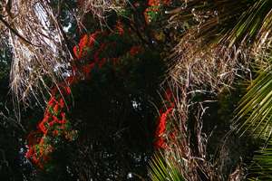 Pohutukawa