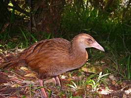 Weka