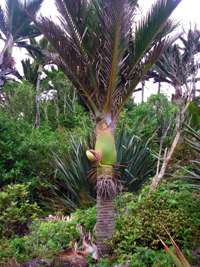 Nikau palms 