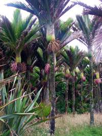 Nikau palms 