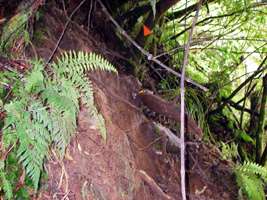 Wangapeka Track