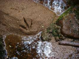 Wangapeka Track