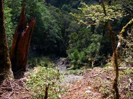 Wangapeka Track