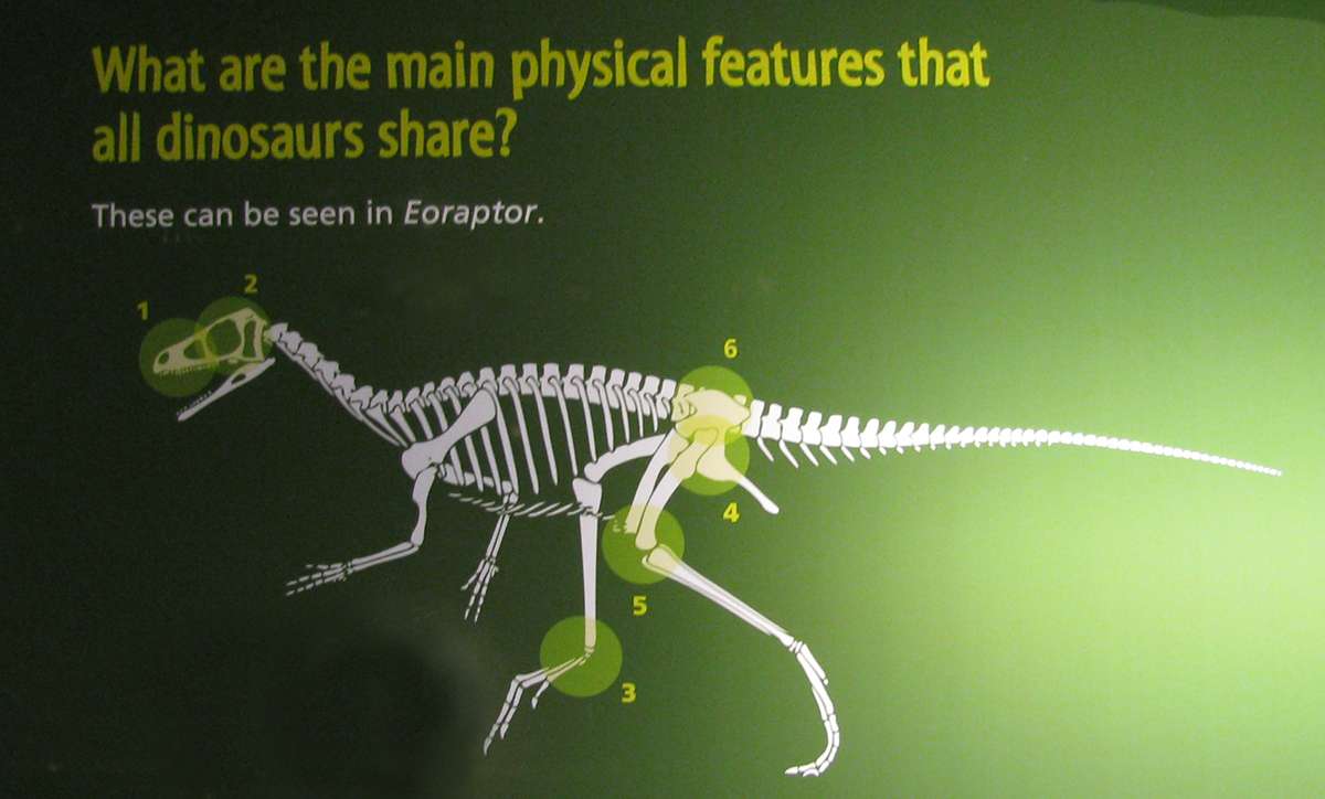 Australia's Oldest Pterosaur Bones Prove They Soared Below The Antarctic  Circle