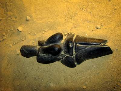 Dolni Vestonice Venus