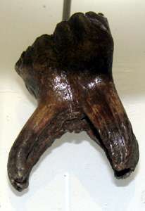 Mammoth tooth