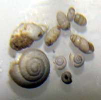 Molluscs